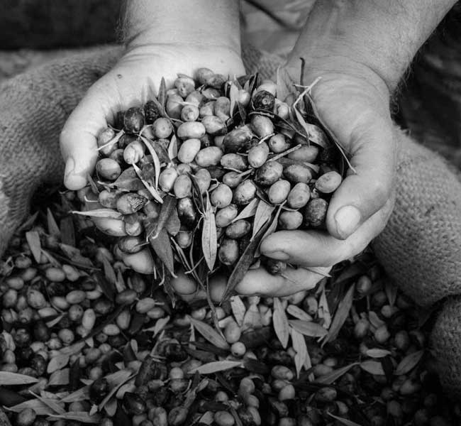 Agritourism in Greece